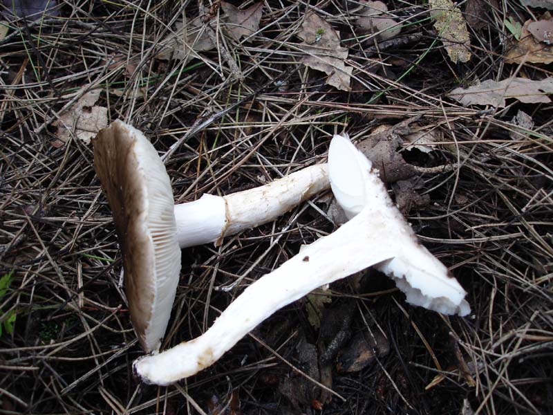 2 dic.3 Murgia barese (Limacella sp.)